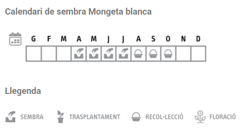 Llavors varietats locals - Mongeta blanca