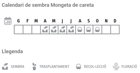 Llavors varietats locals - Mongeta de careta