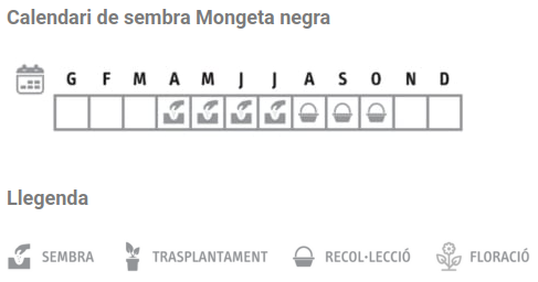 Llavors varietats locals - Mongeta negra