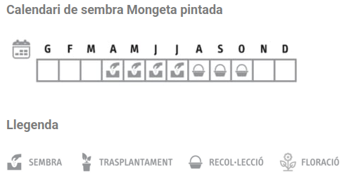Llavors varietats locals - Mongeta pintada