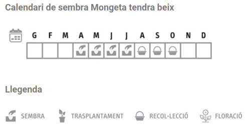 Llavors varietats locals - Mongeta tendra beix