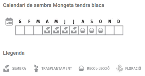 Llavors varietats locals - Mongeta tendra blanca