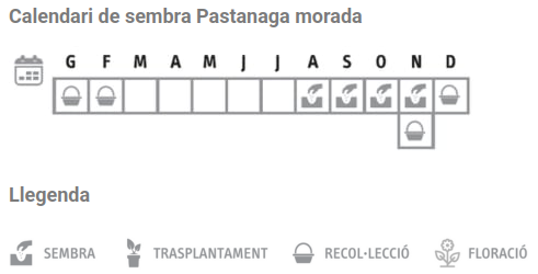 Llavors varietats locals - Pastanaga morada