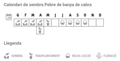 Llavors varietats locals - Pebre de banya de cabra