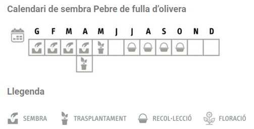 Llavors varietats locals - Pebre de fulla d'olivera