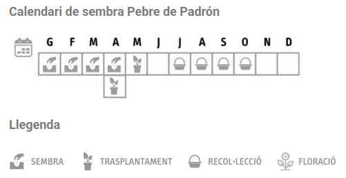 Llavors varietats locals - Pebre de Padrón