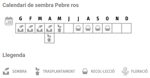 Llavors varietats locals - Pebre ros