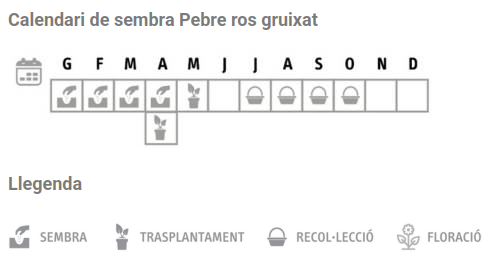 Llavors varietats locals - Pebre ros gruixat