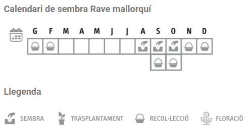 Llavors varietats locals - Rave mallorquí
