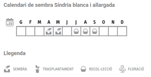Llavors varietats locals - Síndria blanca i allargada