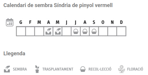 Llavors varietats locals - Síndria de pinyol vermell