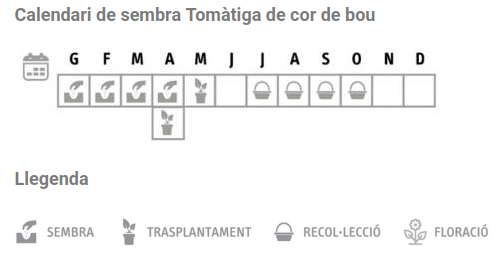 Llavors varietats locals - Tomàtiga de cor de bou