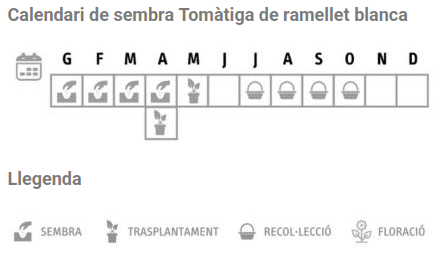 Llavors varietats locals - Tomàtiga de ramellet blanca