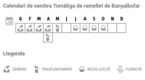 Llavors varietats locals - Tomàtiga de ramellet de Banyalbufar