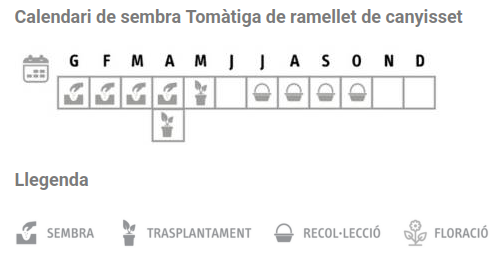 Llavors varietats locals - Tomàtiga de ramellet de canyisset