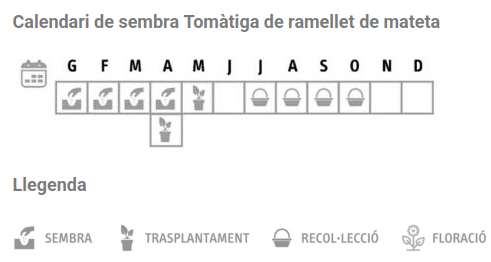 Llavors varietats locals - Tomàtiga de ramellet de mateta