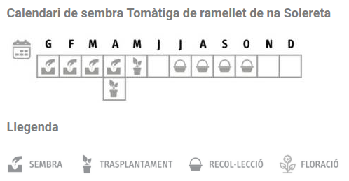 Llavors varietats locals - Tomàtiga de ramellet de na Solereta