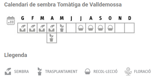 Llavors varietats locals - Tomàtiga de ramellet de Valldemossa