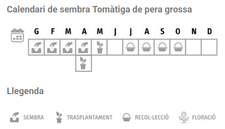 Llavors varietats locals - Tomàtiga de pera grossa