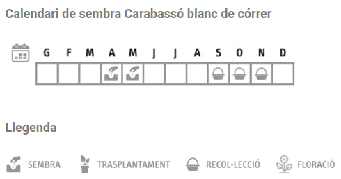 Llavors varietats locals - Carabassó blanc de córrer