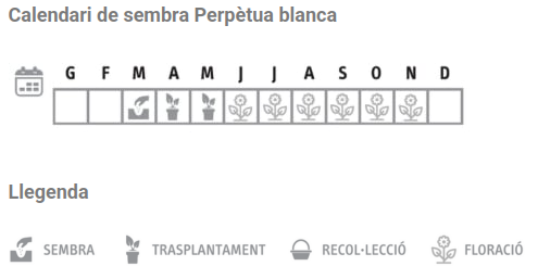 Llavors varietats locals - Perpètua blanca