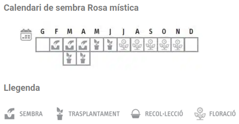 Llavors varietats locals - Rosa mística