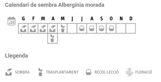 Llavors varietats locals - Albergínia morada