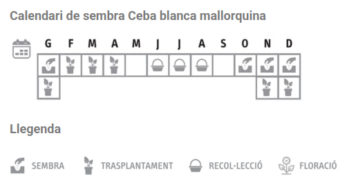 Llavors varietats locals - Ceba blanca mallorquina