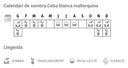 Llavors varietats locals - Ceba blanca mallorquina