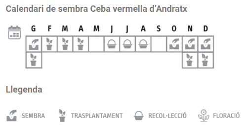 Llavors varietats locals - Ceba vermella d'Andratx