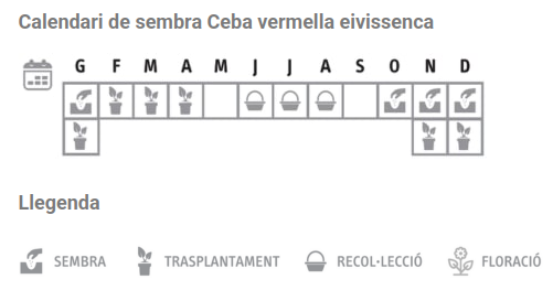 Llavors varietats locals - Ceba vermella eivissenca