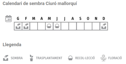 Llavors varietats locals - Ciuró mallorquí