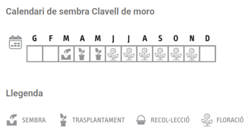 Llavors varietats locals - Clavell de moro