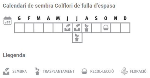 Llavors varietats locals - Colflori de fulla d'espasa