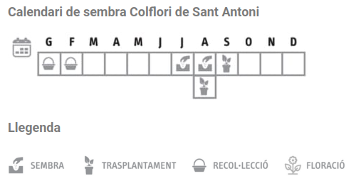 Llavors varietats locals - Colflori de Sant Antoni