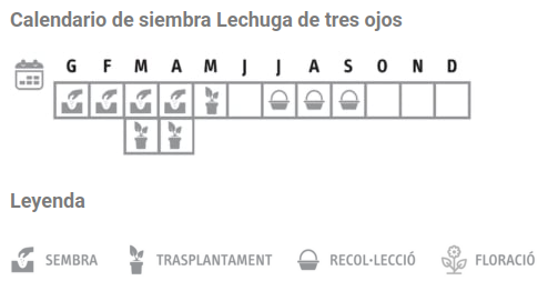 Llavors varietats locals - Enciam de tres ulls