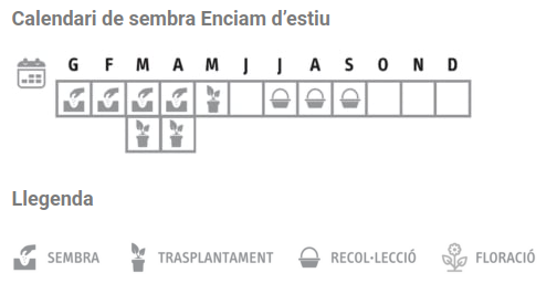 Llavors varietats locals - Enciam d'estiu