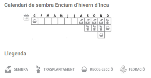 Llavors varietats locals - Enciam d'hivern d'Inca