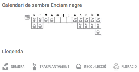 Llavors varietats locals - Enciam negre (hivern)