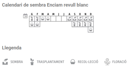 Llavors varietats locals - Enciam revull blanc (hivern)
