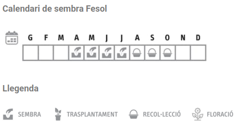 Llavors varietats locals - Fesol
