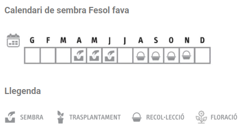 Llavors varietats locals - Fesol fava