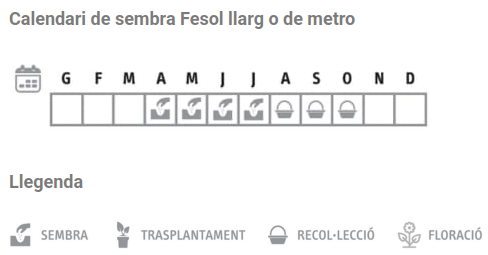 Llavors varietats locals - Fesol llarg o de metro
