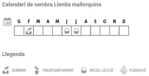 Llavors varietats locals - Llentia mallorquina