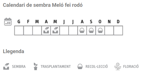Llavors varietats locals - Meló fei rodó
