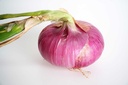 Llavors varietats locals - Ceba vermella d'Andratx