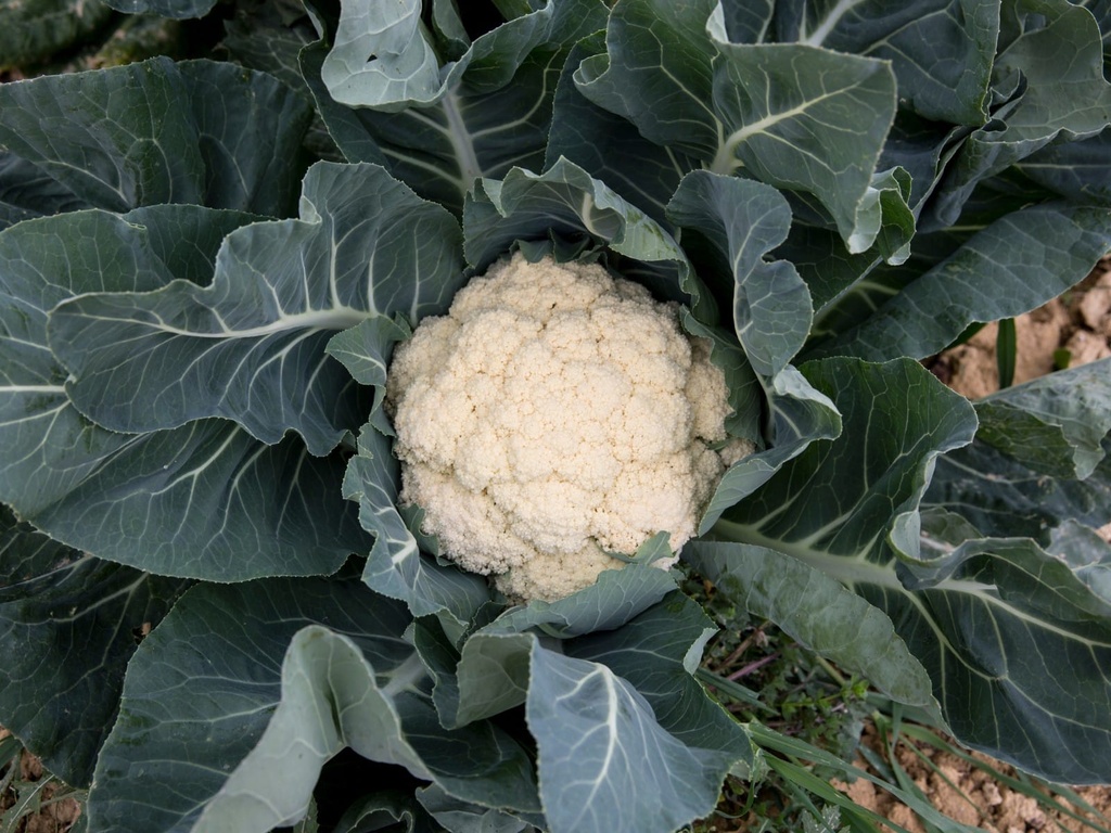 Llavors varietats locals - Colflori de la Puríssima