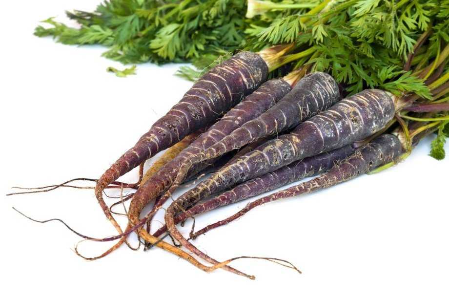 Llavors varietats locals - Pastanaga morada