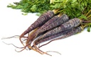 Llavors varietats locals - Pastanaga morada