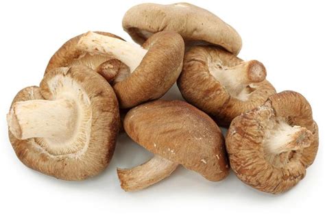 Shitake